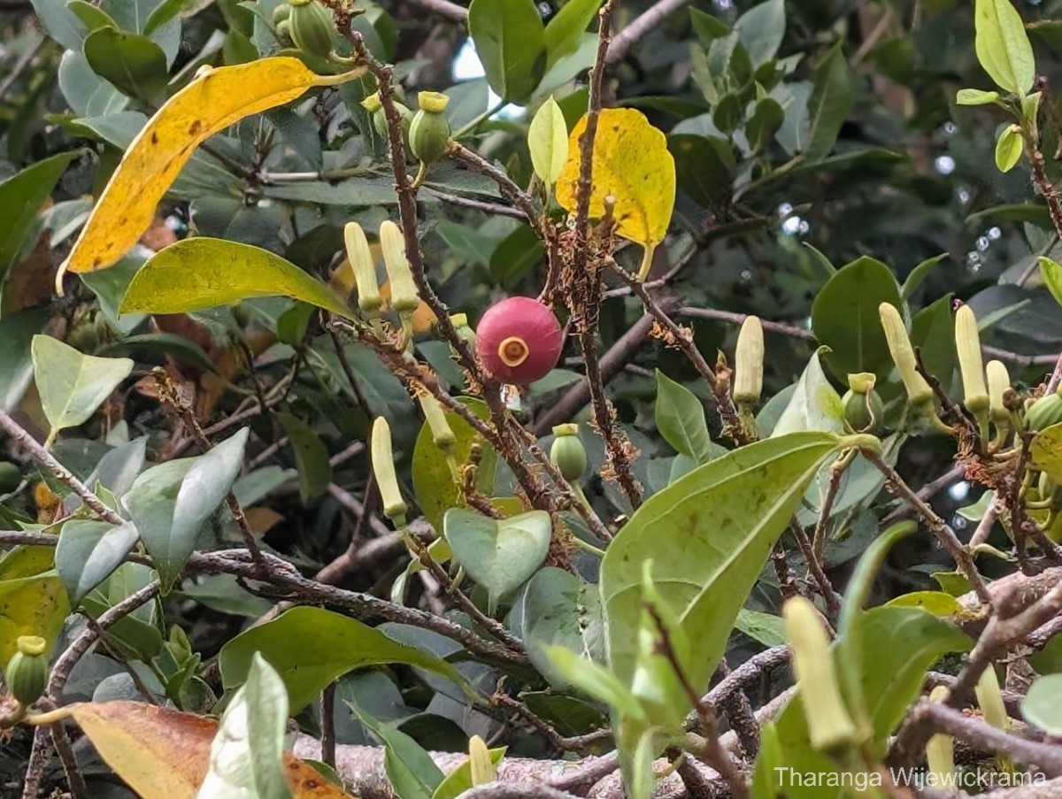Alangium hexapetalum Lam.